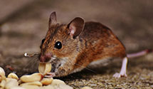 Find Exterminators in Harnett County